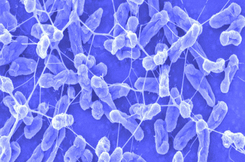 Bacteria-Microrobots